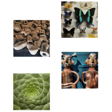 Four images: ancient roman ceramic heads, a succulent, butterflies, and ancient Mexican figuries.
