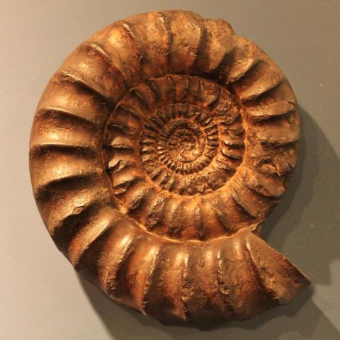 Fossil
